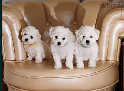 Bichon Frisé Puppies For Sale With FCI Pedigree