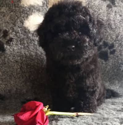 Black Maltipoo Puppy For Sale From Europe