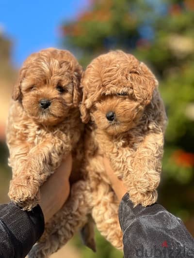 maltipoo مالتي بو