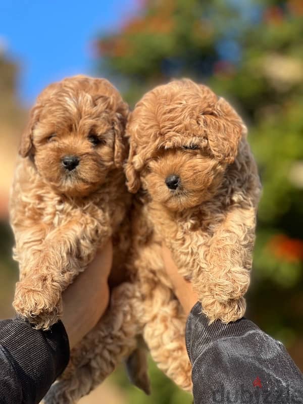 maltipoo مالتي بو 0