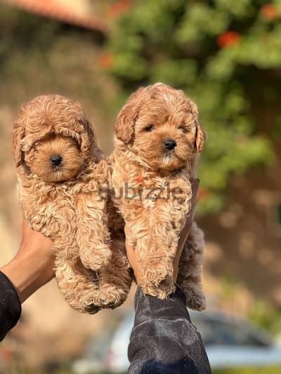 maltipoo مالتي بو