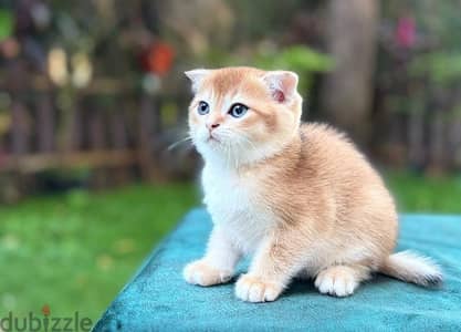 British Shorthair Gold ny12