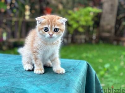 Scottish Fold Shorthair Gold ny22