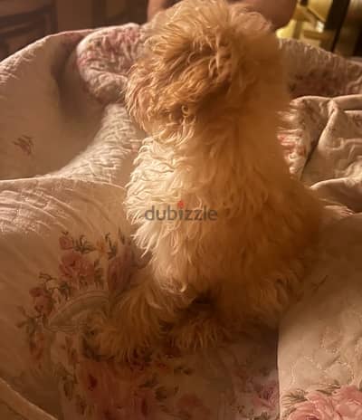 Maltipoo puppy مالتيبو