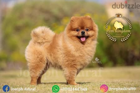 Pomeranian Males Available for mating only - ذكور بومرينيان للزواج فقط