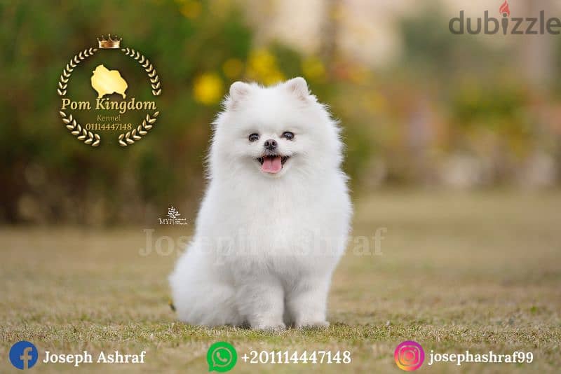 Pomeranian Males Available for mating only - ذكور بومرينيان للزواج فقط 1