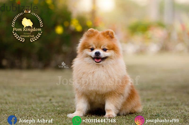 Pomeranian Males Available for mating only - ذكور بومرينيان للزواج فقط 2