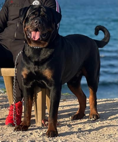 Simba For mating Rottweiler روت وايلر للتزاوج بمقابل مادي