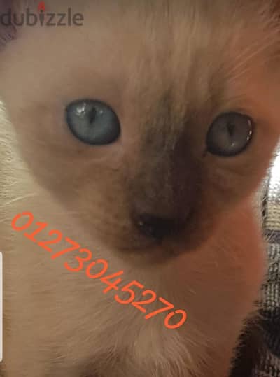 سيامي سيامى كيتن بيور  siamese kittens purebred