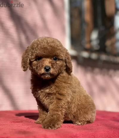 Toy poodle puppy boy from Russia