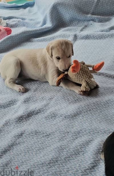 Saluki puppy boy from Russia