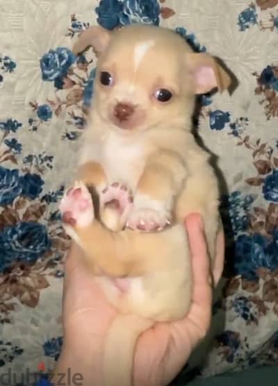 Chihuahua puppies male and female شيواوا