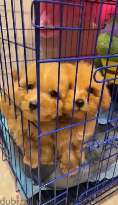 Cavapoo dog for sale