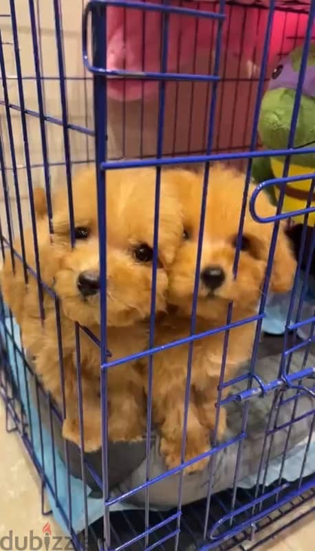 Cavapoo dog for sale 0