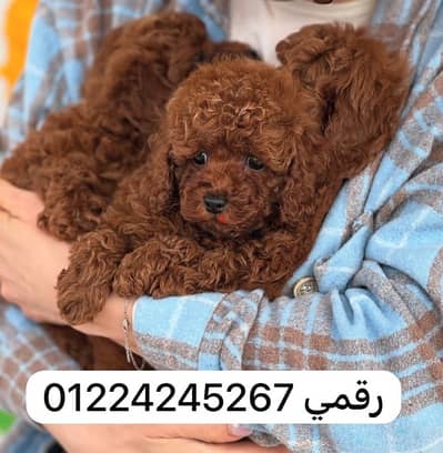 toy poodle 45 days