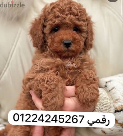 toy poodle