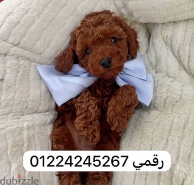 toy_poodle_ بودل