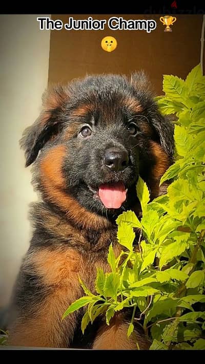 German shepherd  Long hair