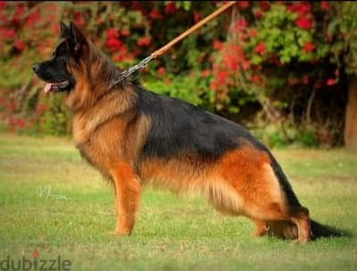 Female German shepherd