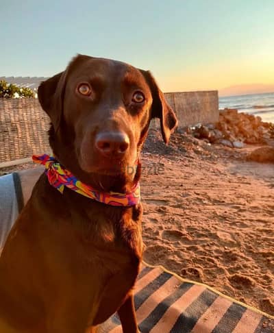 chocolate Labrador retriever