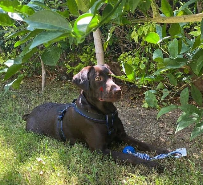 chocolate Labrador retriever 1