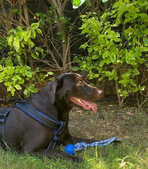 chocolate Labrador retriever 2