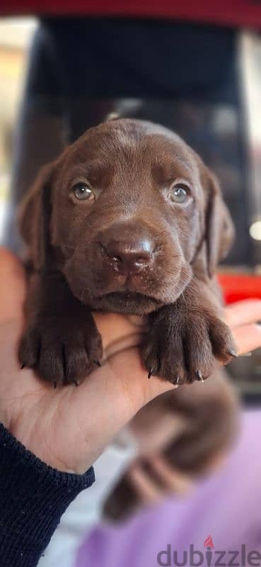 chocolate labrador puppies