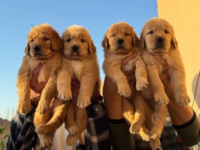 Golden retriever