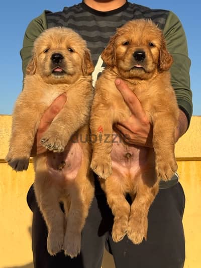 Pure golden puppies