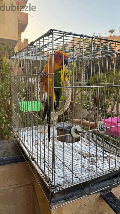 ٢ ببغاء للبيعParrots for sale