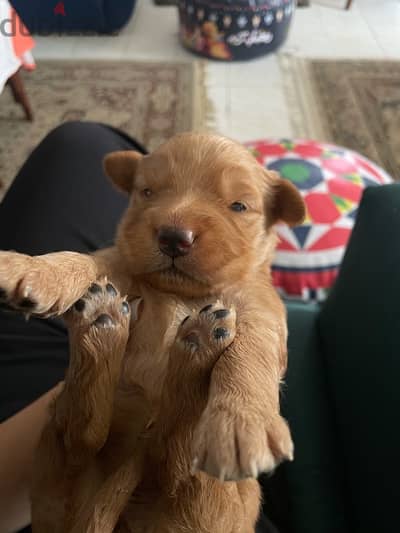 golden retriever puppies