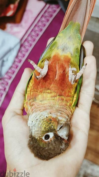 Yellow sided red factor conure