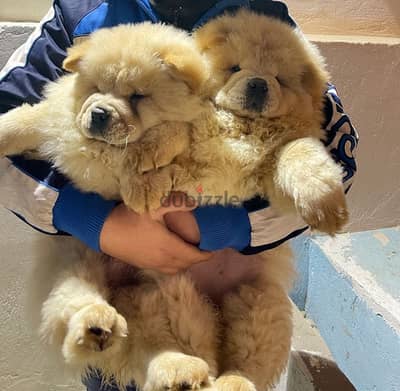 Chow chow Females for sale