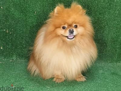 Pomeranian بومرينيان