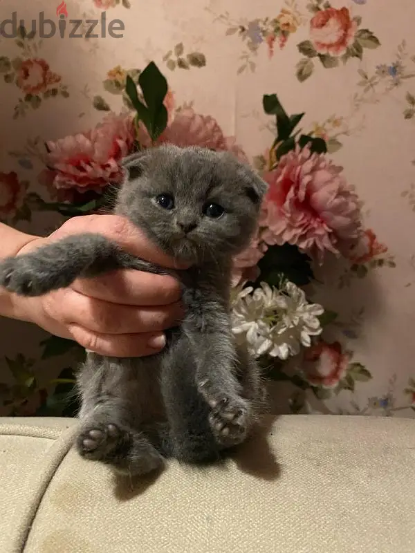 gatito escocés de triple pliegue