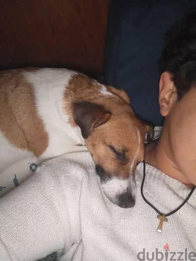 Jack russel Terrier puppy English Breed