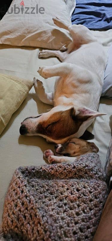 Jack russel Terrier puppy English Breed 5