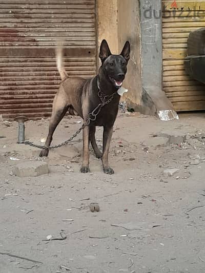 ذكر ماليوا للبيع او للزوج  من الخلصوا