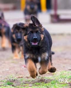 Male German Shepherd From Europe with fci pedigree 0