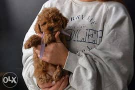 Toy Poodle with purple ribbon male from Europe 0