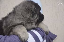 Caucasian puppies from Europe Fci 0