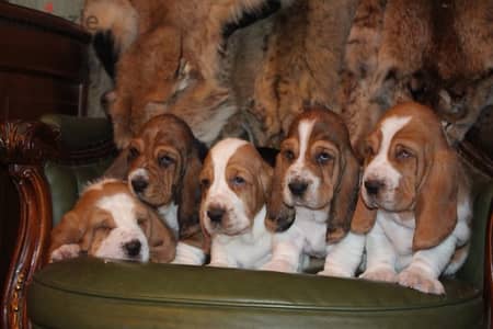 imported basset hound from best kennels in Europe