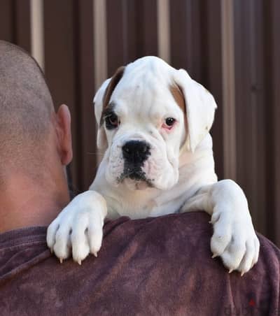 imported boxer puppies from best kennels in Europe