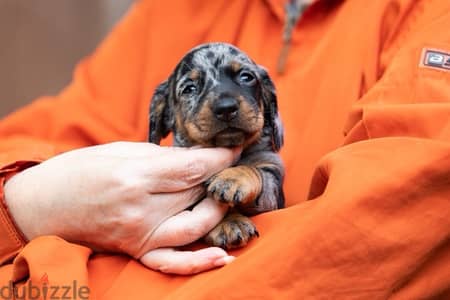 imported dachshund puppies from best kennels in Europe
