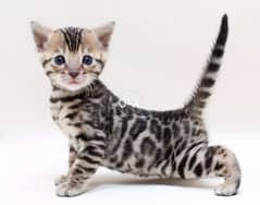 Bengal kittens From Europe 0