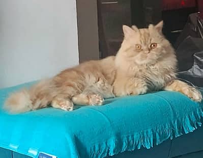 قط للزواج فقط  Cat for marriage only