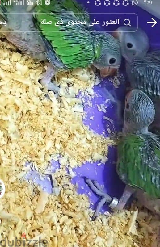  Birds Pigeons 204488719