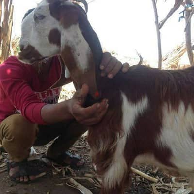 ماعز لبيع مرعى طبيعى فى ارضنا