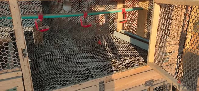 عشش طيور وحضانة فراخ وعيون حمام
