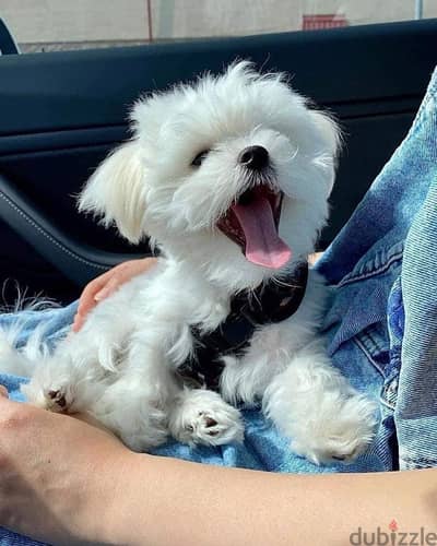 maltese puppies مالتيز